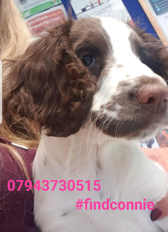 bs2510's tweet photo. CONNIE #FindConnie
#STOLEN Investigating Force #Nottinghamshire Police
Female #English #Springer #Spaniel Puppy now 17 weeks old Liver & White Microchipped
#Missing 09 Jan 2020 West #Bridgford #Nottingham #NG2
GROUP https://t.co/dJ4PWfh6ar
DOGLOST https://t.co/lEfJPlbACz https://t.co/JTMXZqCUfi