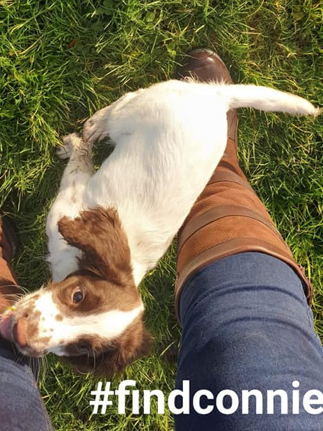 bs2510's tweet photo. CONNIE #FindConnie
#STOLEN Investigating Force #Nottinghamshire Police
Female #English #Springer #Spaniel Puppy now 17 weeks old Liver & White Microchipped
#Missing 09 Jan 2020 West #Bridgford #Nottingham #NG2
GROUP https://t.co/dJ4PWfh6ar
DOGLOST https://t.co/lEfJPlbACz https://t.co/JTMXZqCUfi