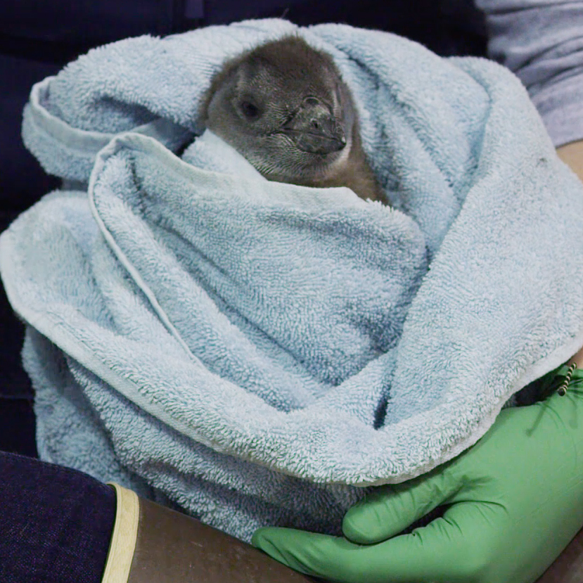 A baby penguin swaddled in a blankie looking like Baby Yoda