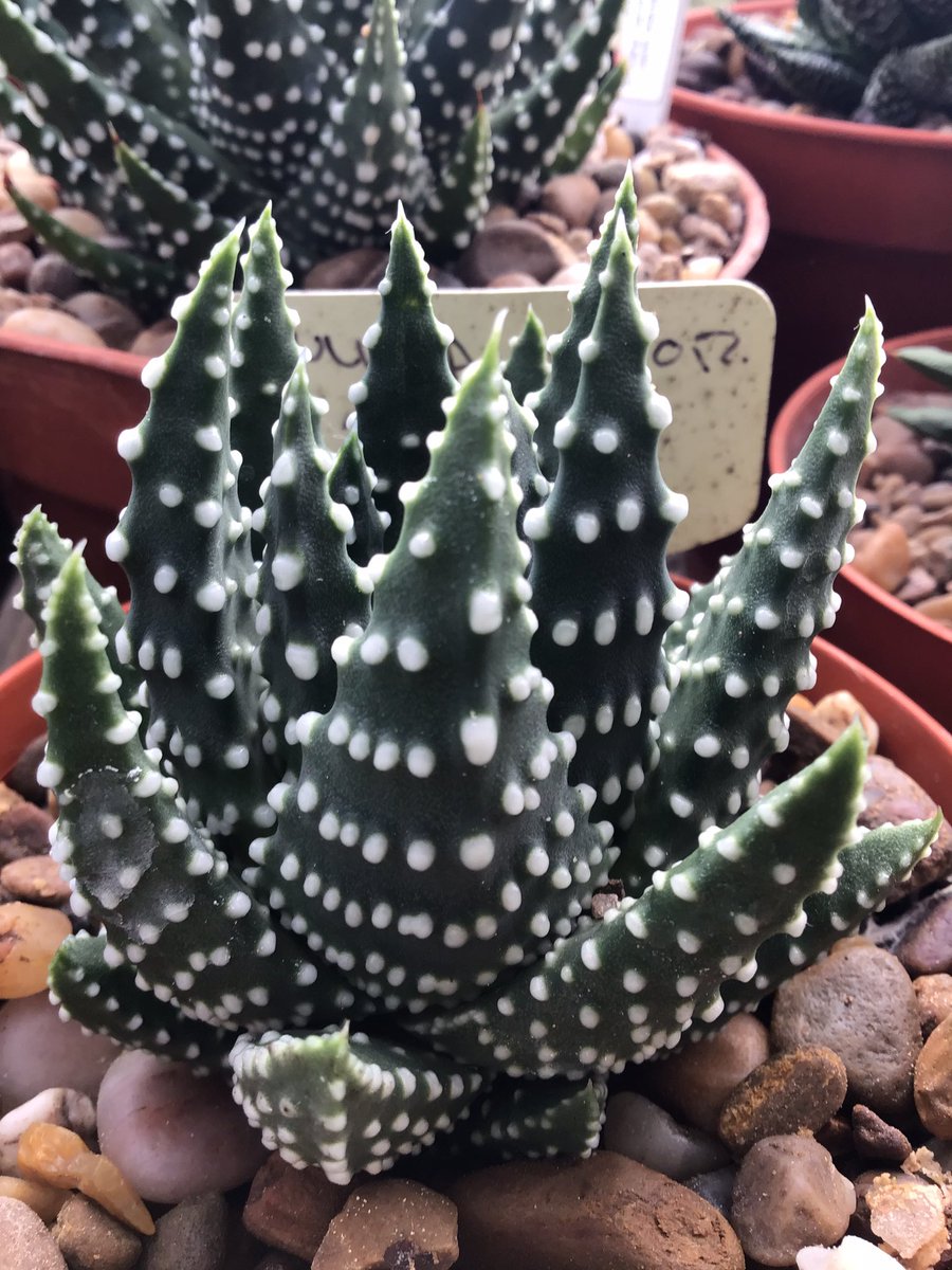 CactusSucculent's tweet photo. #Tulistapumila showing medium white tubercularisation with gradation in size from the leaf tips😳 #BCSS #CactusSucculent #Kirkstonebotanica #Tulistacollection #Haworthiagroup #Aloefamily https://t.co/b46RC1VHKW