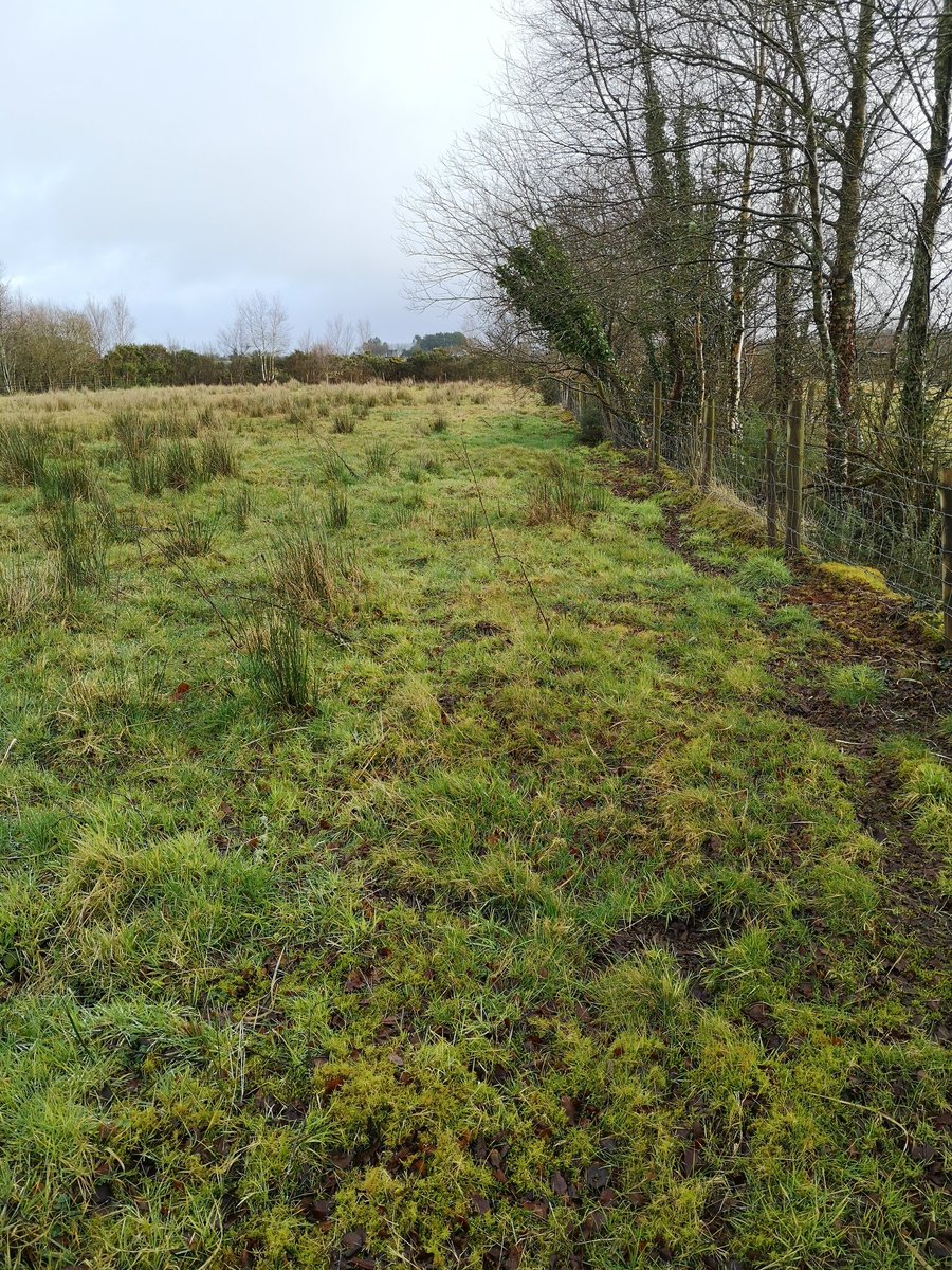 WaterMarke's tweet photo. High risk of #phosphorus loss from these waterlogged peat soils. Also high risk for sheep that can't swim! #WildWest #WaterQuality https://t.co/FGaqrmMHWk