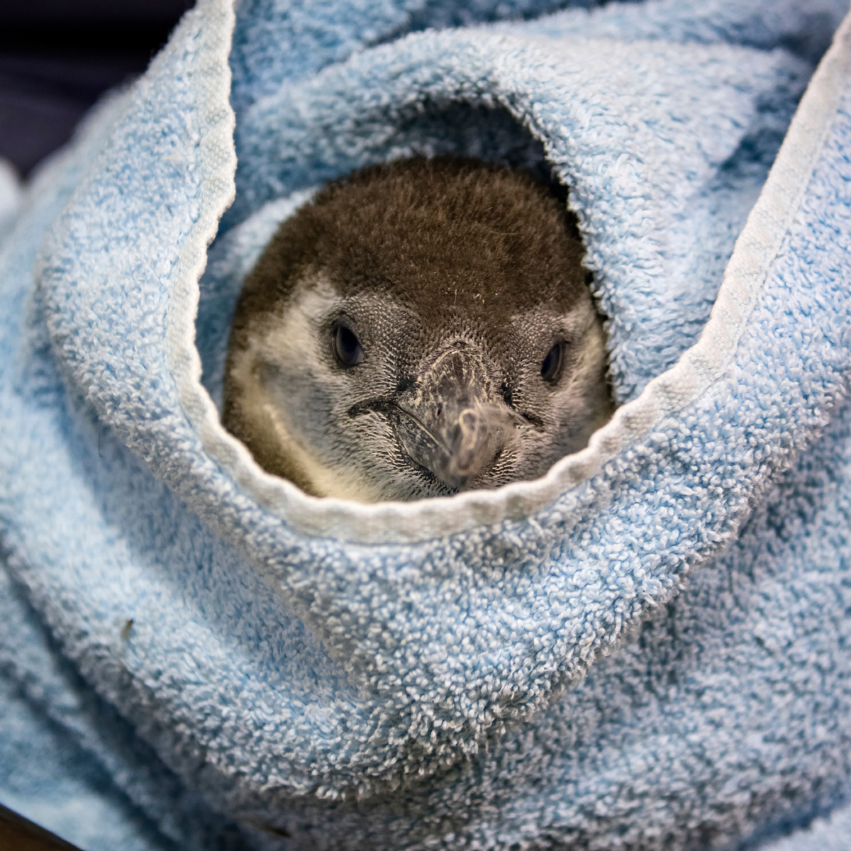 A baby penguin swaddled in a blankie
