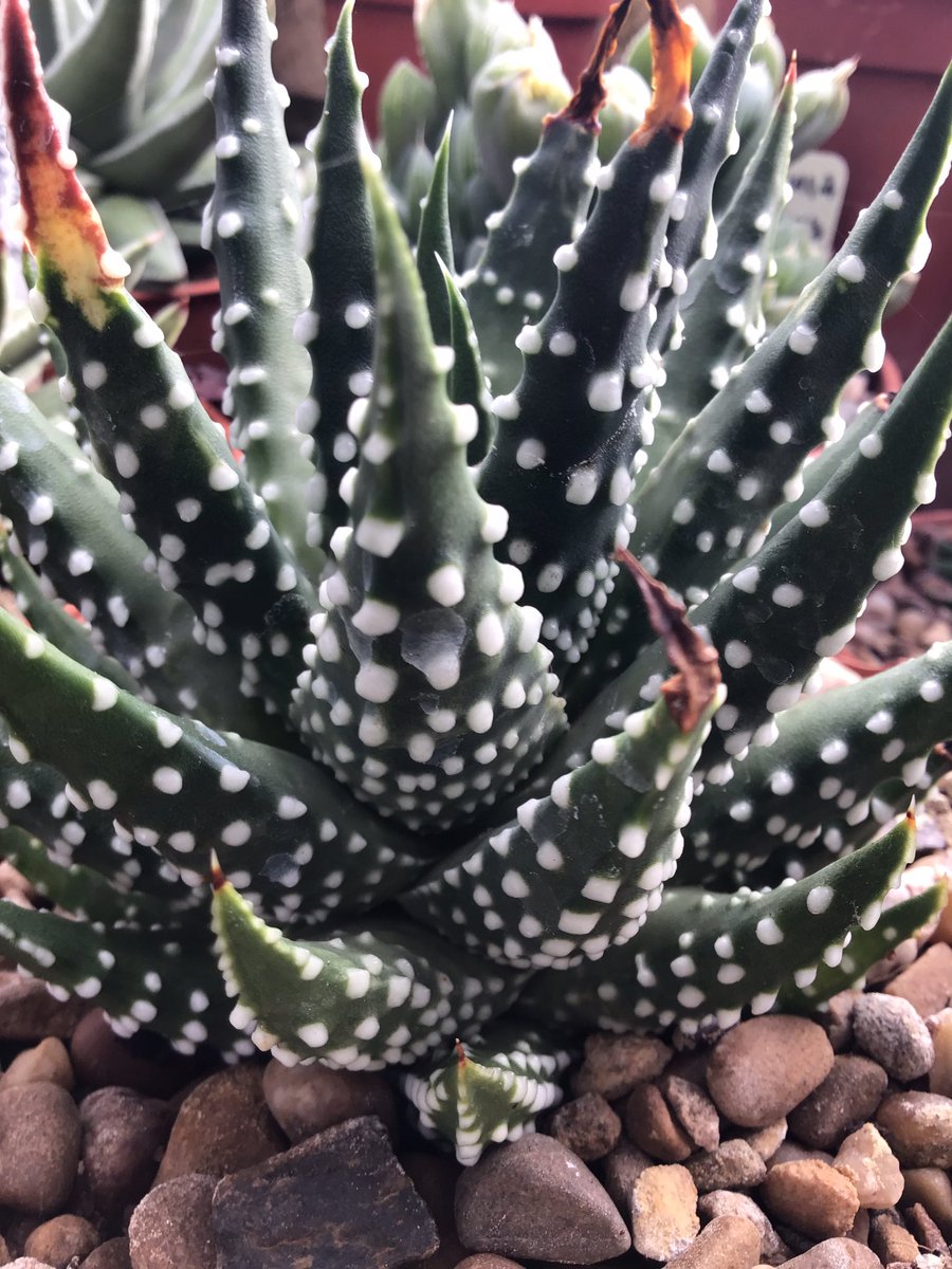CactusSucculent's tweet photo. #Tulistapumila showing very large brilliant milky white tubercularisation 😳 #BCSS #CactusSucculent #Kirkstonebotanica #Tulistacollection #Haworthiagroup #Aloefamily https://t.co/e8oYsvzRNT