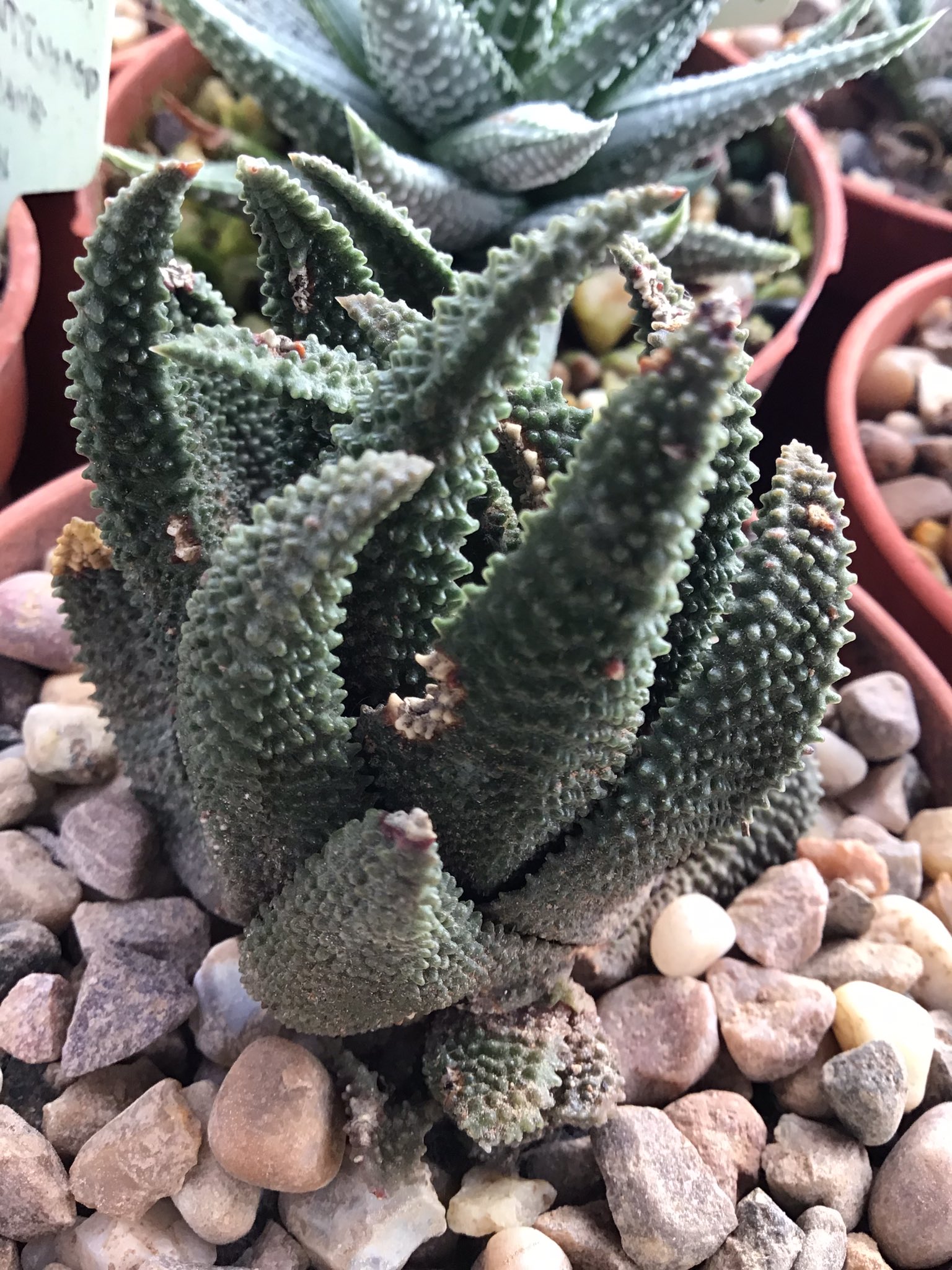 British Cactus and Succulent Society on Twitter "A large old specimen of Haworthiopsisscabra