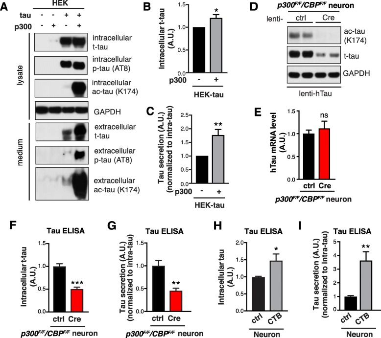 p300/CBP Promotes Tau Secretion a–c p300 overexpression in HEK293T cells increases tau secretion.