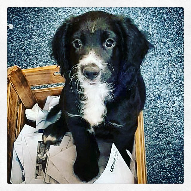 SaraCarder3's tweet photo. #AcademicDudley will be joining me very soon... he will be a big grown up boy by the time I finish my #PhD! Let’s hope he’s full of #inspiration and #worldlywisdom as well as #fun and #distraction when I need it most #AcademicChatter #phdlife #itsadogslife #studypal #❤️ https://t.co/YEsTkOT2eT