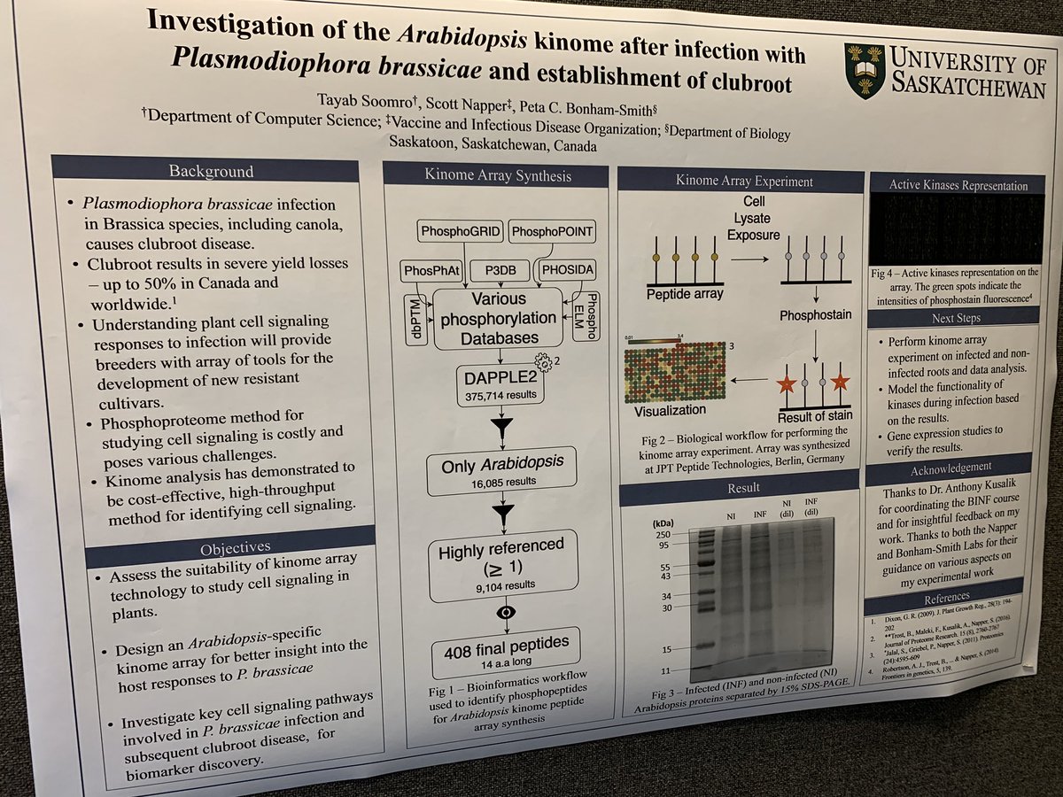 tayabsoomro's tweet photo. Let’s chat about kinome array analysis technique for studying plant diseases at Upper Place Riel at #usask! Come checkout my #HonoursProject at #USSUSymposium. #BINF https://t.co/tENGYOVeZs