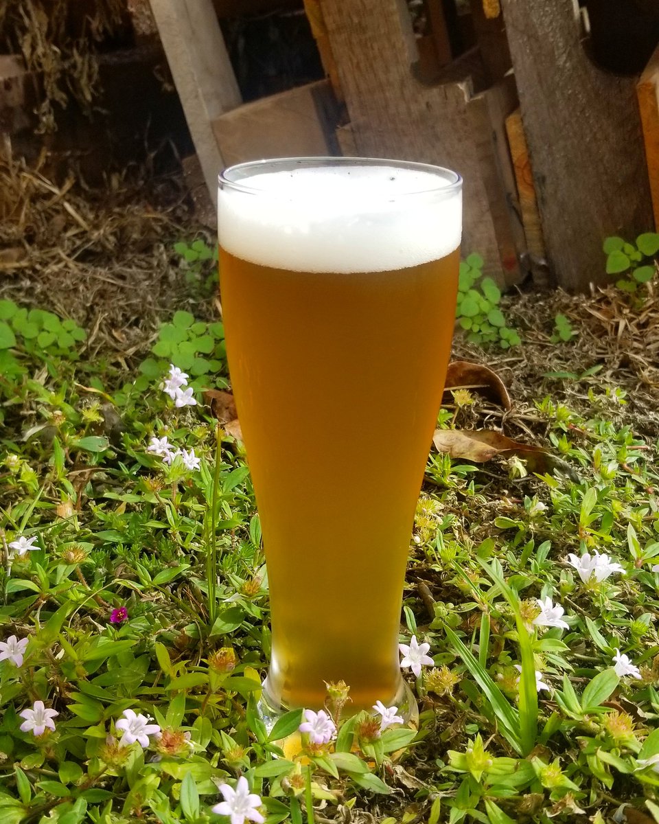 MashMonkeysCo's tweet photo. Lawnmower from Helles is BACK!
A light, malty German style lager, perfect for fighting lawn mowers in the Sebastian sunshine. Happy Hour 4 to 7 pm tonight, take advantage of $1 off your favorite beers! 🤘🙈🍻

4.8%
26 IBUs
Crowlers Available! 

#mashmonkeysbrewingco #mashmonkeys https://t.co/ceiVGQ2Ca3