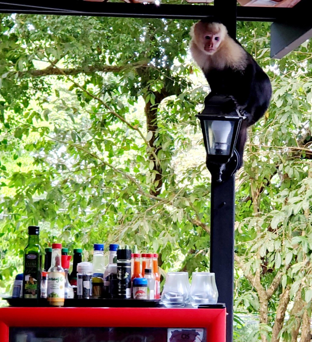 Easterntrekker's tweet photo. Costa Rica - Bar Monkey
Look Out! Monkey in the bar will steal your beer. 😌
#barmonkey
#pub https://t.co/2Gdp6h6FiO https://t.co/A6b5bgNmNE