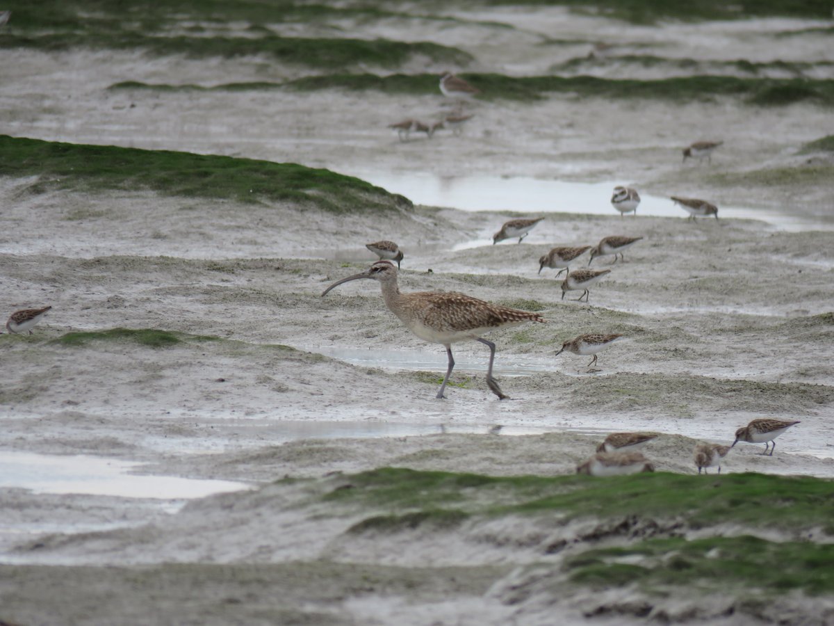 A Whimbrel in Florida Bay
