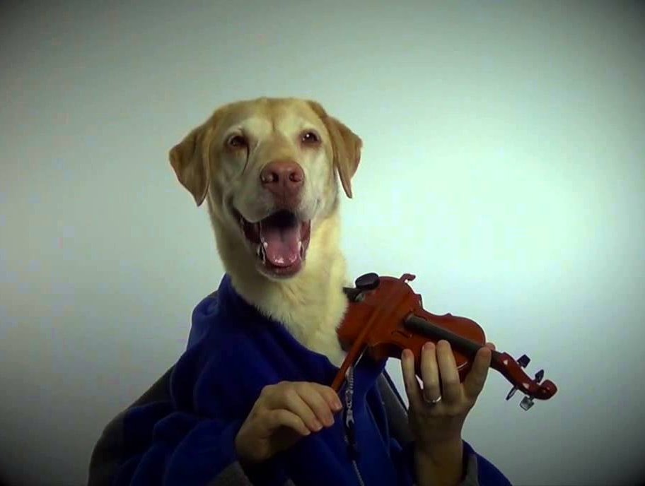 Dog playing a small violin
