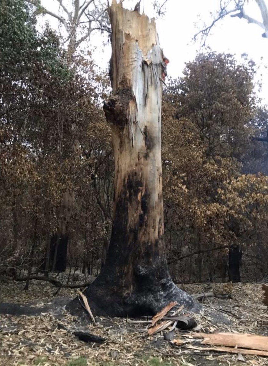 Tree stump standing without the fallen bit that is burning