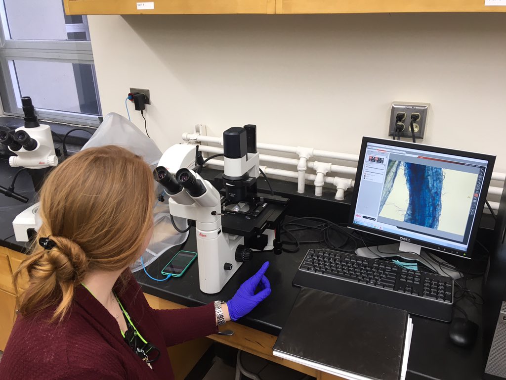 <a href="/LabLankau/">Lankaulab</a> Isabelle assessing roots for mycorrhizal colonization.