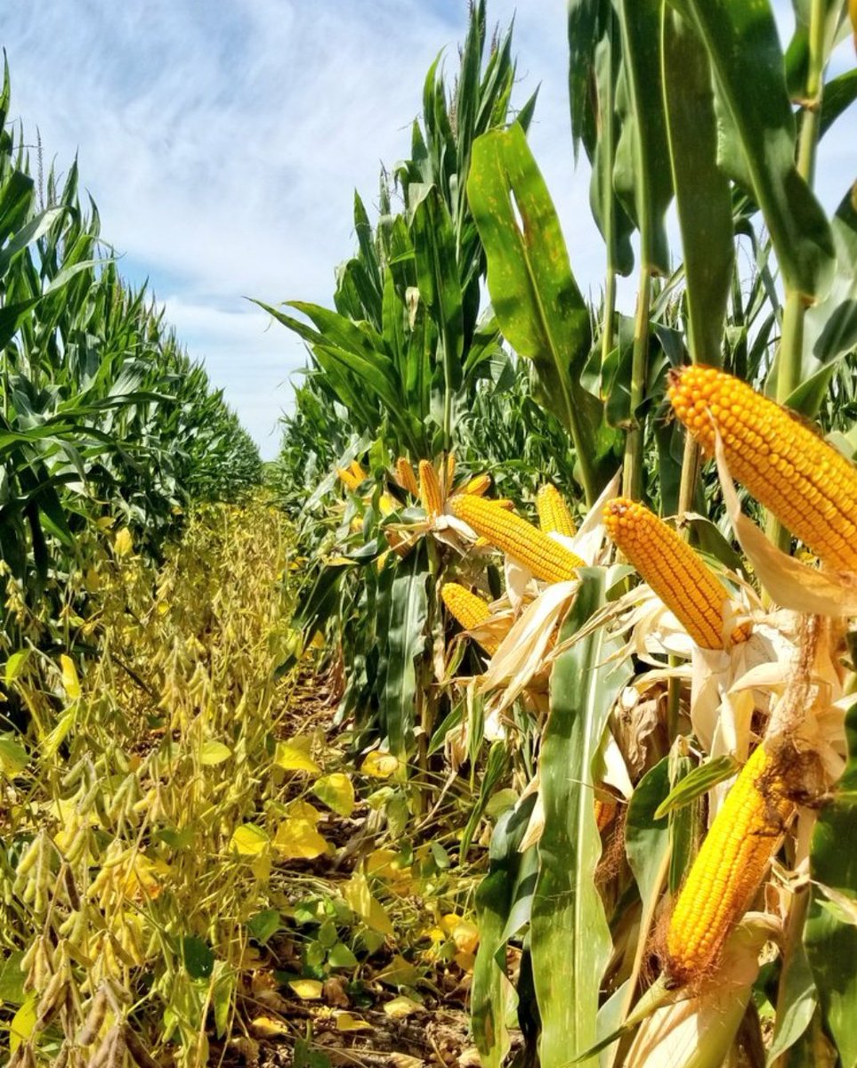 What does <a href="/Cubed_I/">I-Cubed</a> water jet technology have to do with <a href="/DigestedO/">Digested Organics</a> technology to turn hog manure into clean H20 and liquid fertilizer have to do with growing corn and beans together?