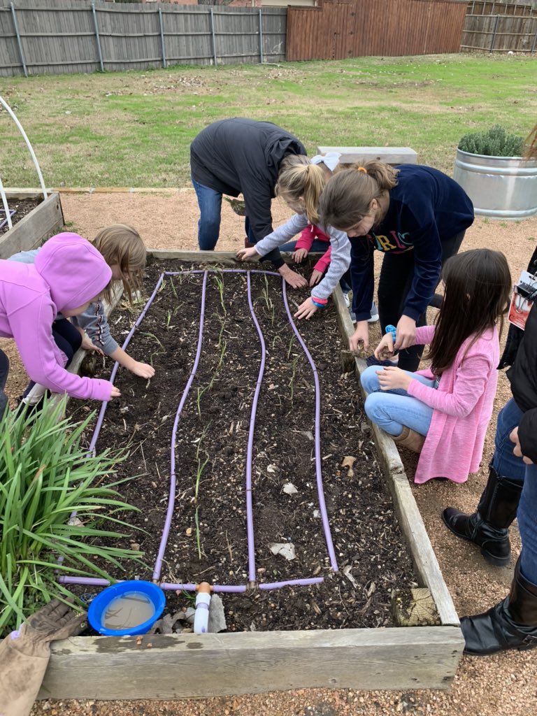 krsilvestri's tweet image. @gowilsonrangers garden club hard at work planting onion slips courtesy of the amazing volunteers at the Coppell community garden and @CISDNutrition ! #wilsonway #getoutside #gardening #handsonlearning @Rcantech1