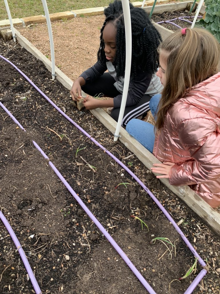 krsilvestri's tweet image. @gowilsonrangers garden club hard at work planting onion slips courtesy of the amazing volunteers at the Coppell community garden and @CISDNutrition ! #wilsonway #getoutside #gardening #handsonlearning @Rcantech1