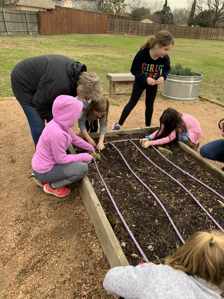 krsilvestri's tweet image. @gowilsonrangers garden club hard at work planting onion slips courtesy of the amazing volunteers at the Coppell community garden and @CISDNutrition ! #wilsonway #getoutside #gardening #handsonlearning @Rcantech1