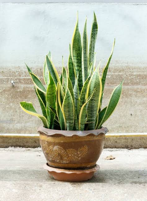 adudaoliverx's tweet photo. eu amo plantas #BBB20 https://t.co/WjGgnuYknK