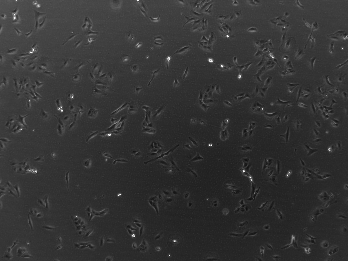 MicrobialPath's tweet photo. We have a new microscope and a collaboration with awesome folks at @CellBioEd. Here's a picture of lung epithelial cells that marks the beginning of this exciting semester for Cell culture at #MSUM in Spring 2020. @MSUM_UR #DragonPride https://t.co/WFJP0GfAnn