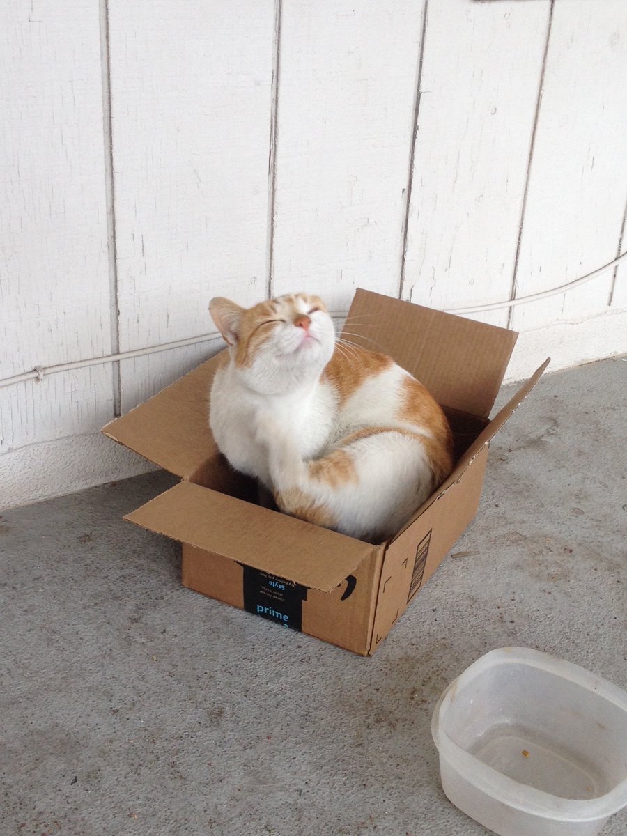 Communitycats Hashtag On Twitter