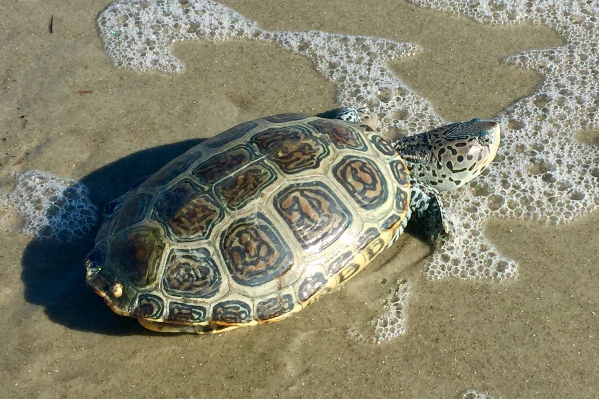 The highlight of the day, finding this cute little Diamondback Terrapin roaming the shores of our beach.