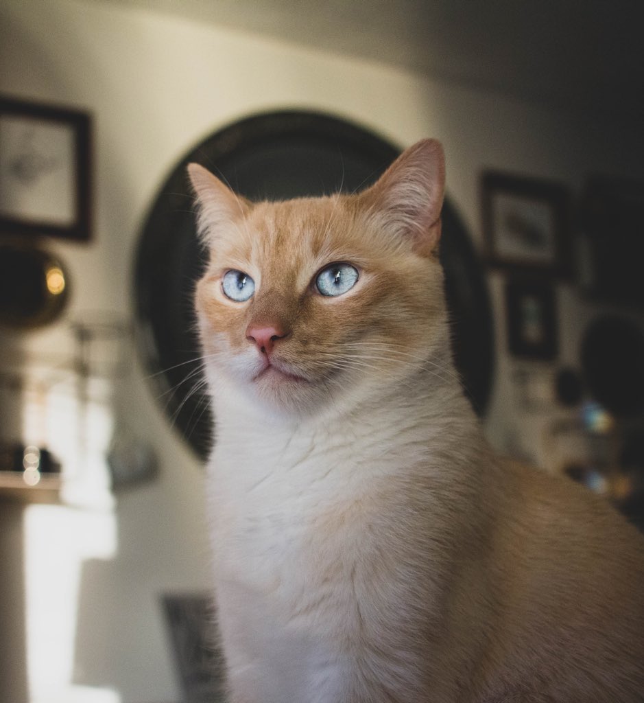 CatNamedBean's tweet photo. Your pet and who/what you named them after https://t.co/8h7AkT9x56