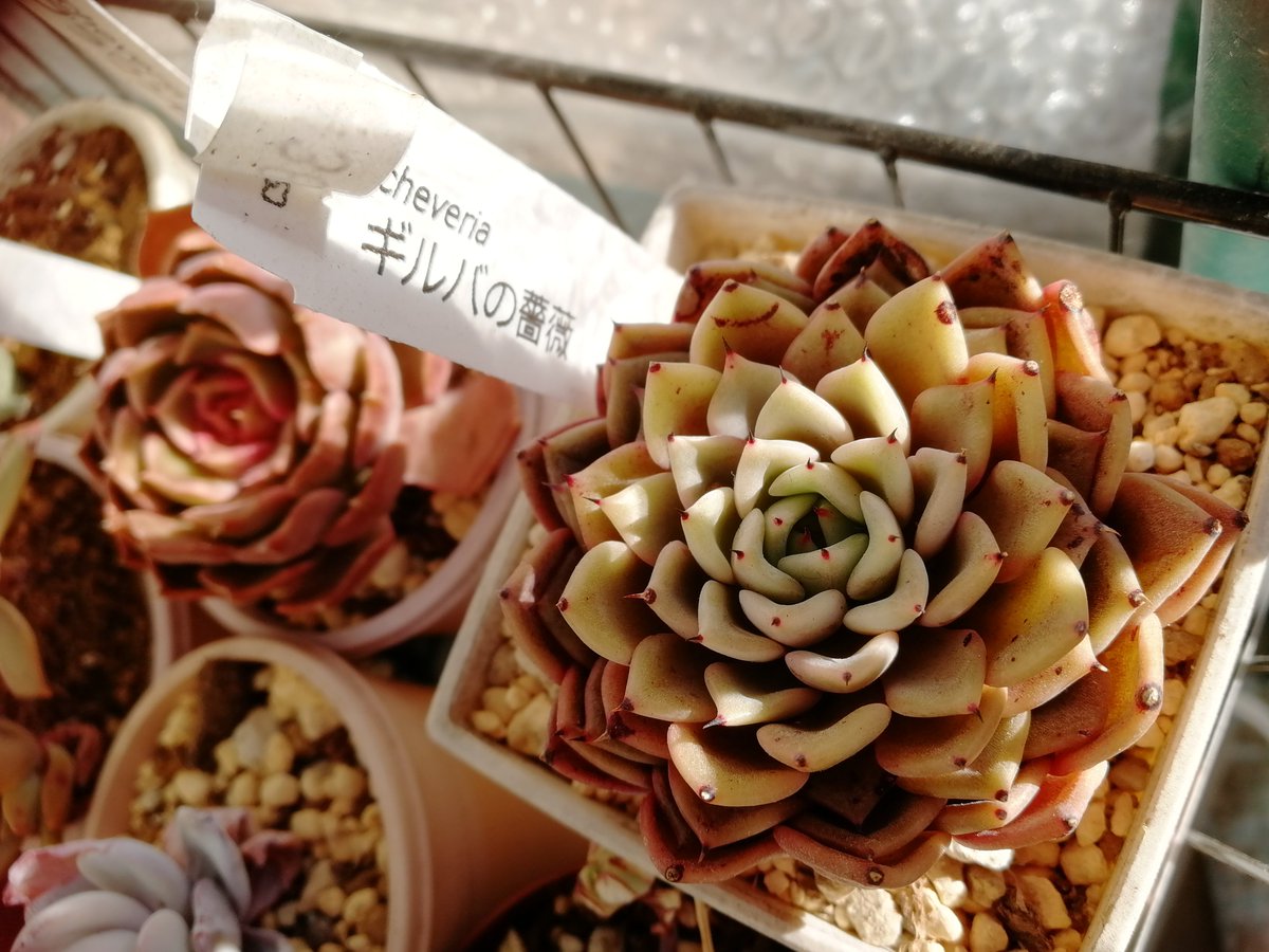 ギルバの薔薇 ギルバの薔薇