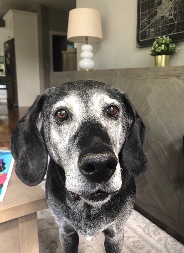 Eric_Edholm's tweet image. I’ll miss you, sweet boy. Thank you for the past 12 years. I’ll never forget you.
Now you chase all those squirrels you could never quite catch ♥️🐶