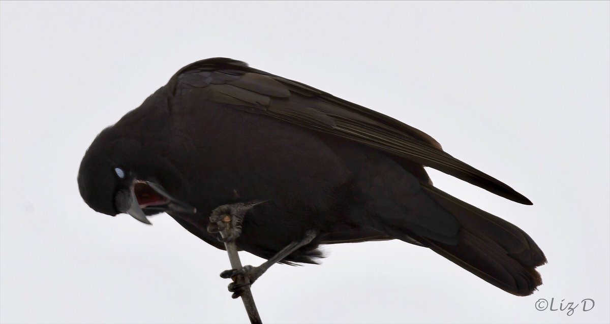 Close up of a crow perched at the top of a very small branch. The crow’s eye looks white because his nictitating membrane is covering the eyeball.