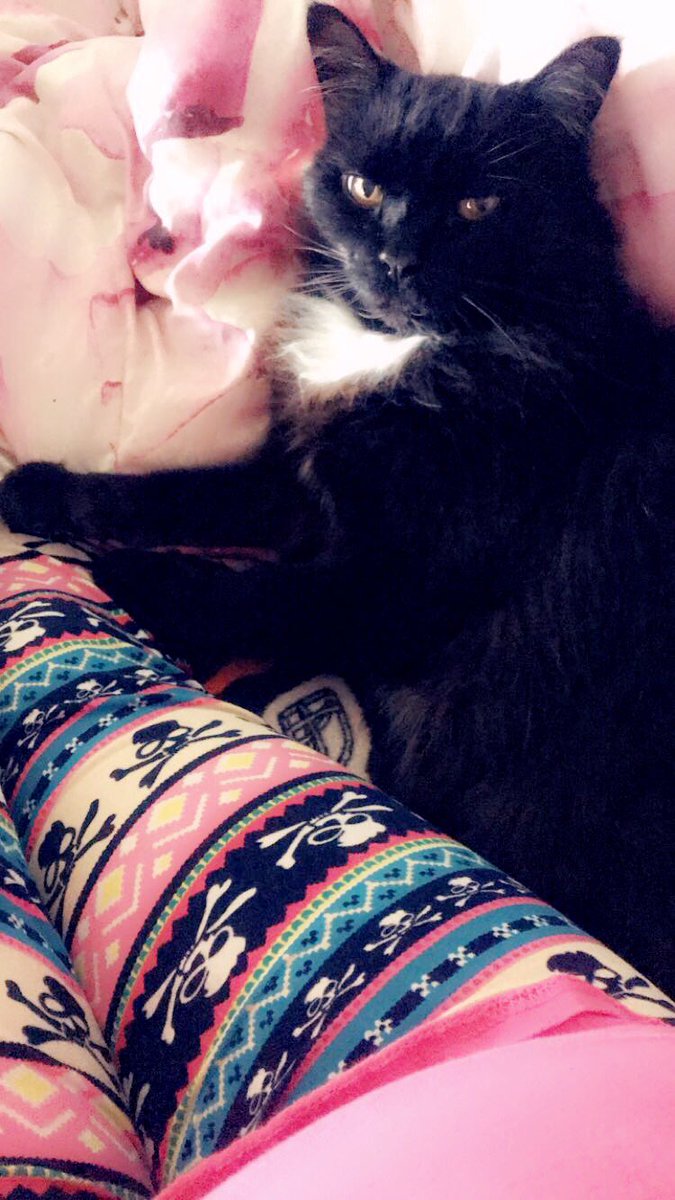 Msmomluvs3's tweet photo. Feeling so old trying to learn Twitter all over again. Here’s a random pic cause it’s cute asf! #missinghim #blackcat #followme https://t.co/hpwToPjidx
