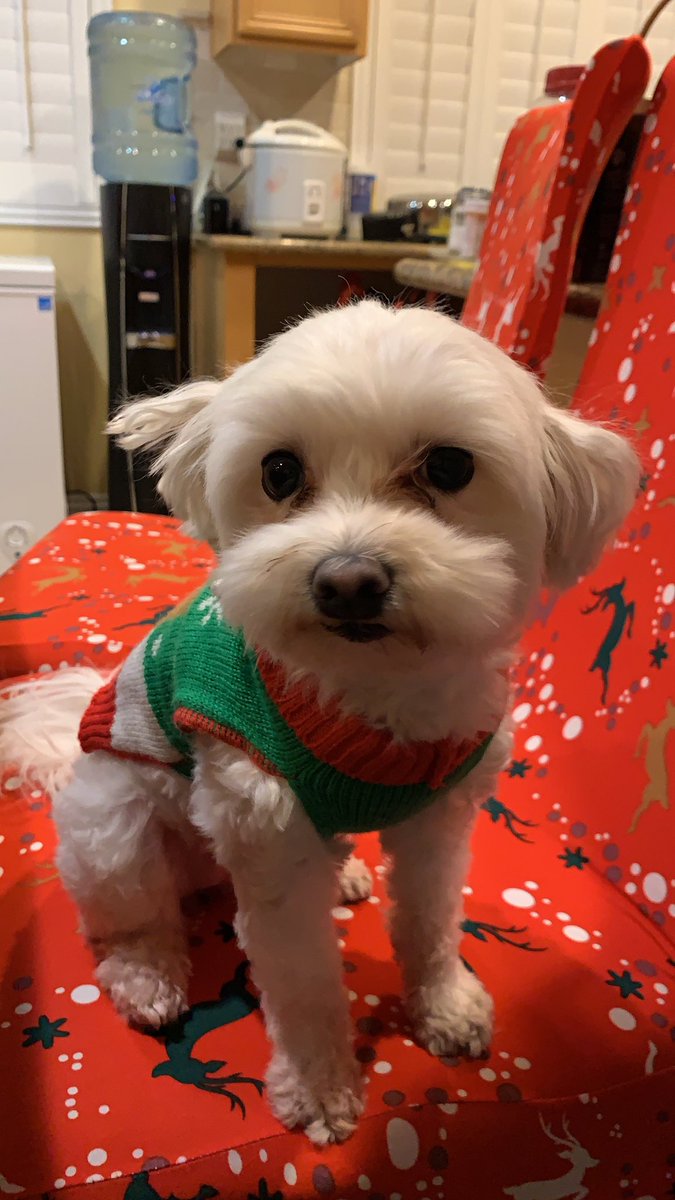 SpecificBrandon's tweet image. mochi vs mochi