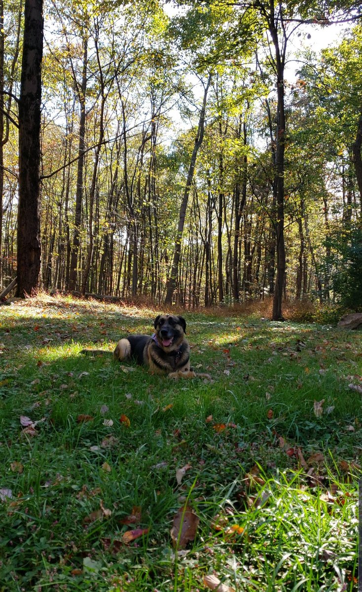 Max43833847's tweet photo. I love to lay in the grass https://t.co/PHo5pv0pxp