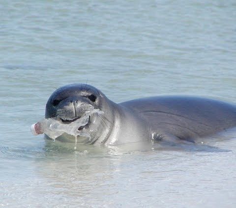 #MBDNature #MBDPollution