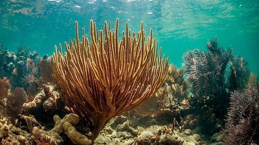 savingoceans's tweet image. The #FloridaKeys marine sanctuary is a national ecological treasure enjoyed by millions every year. #Corals and marine life inside the sanctuary have been in decline for decades. We must act now to stop this decline! Help us by signing this petition today! chng.it/Y58NnwbM