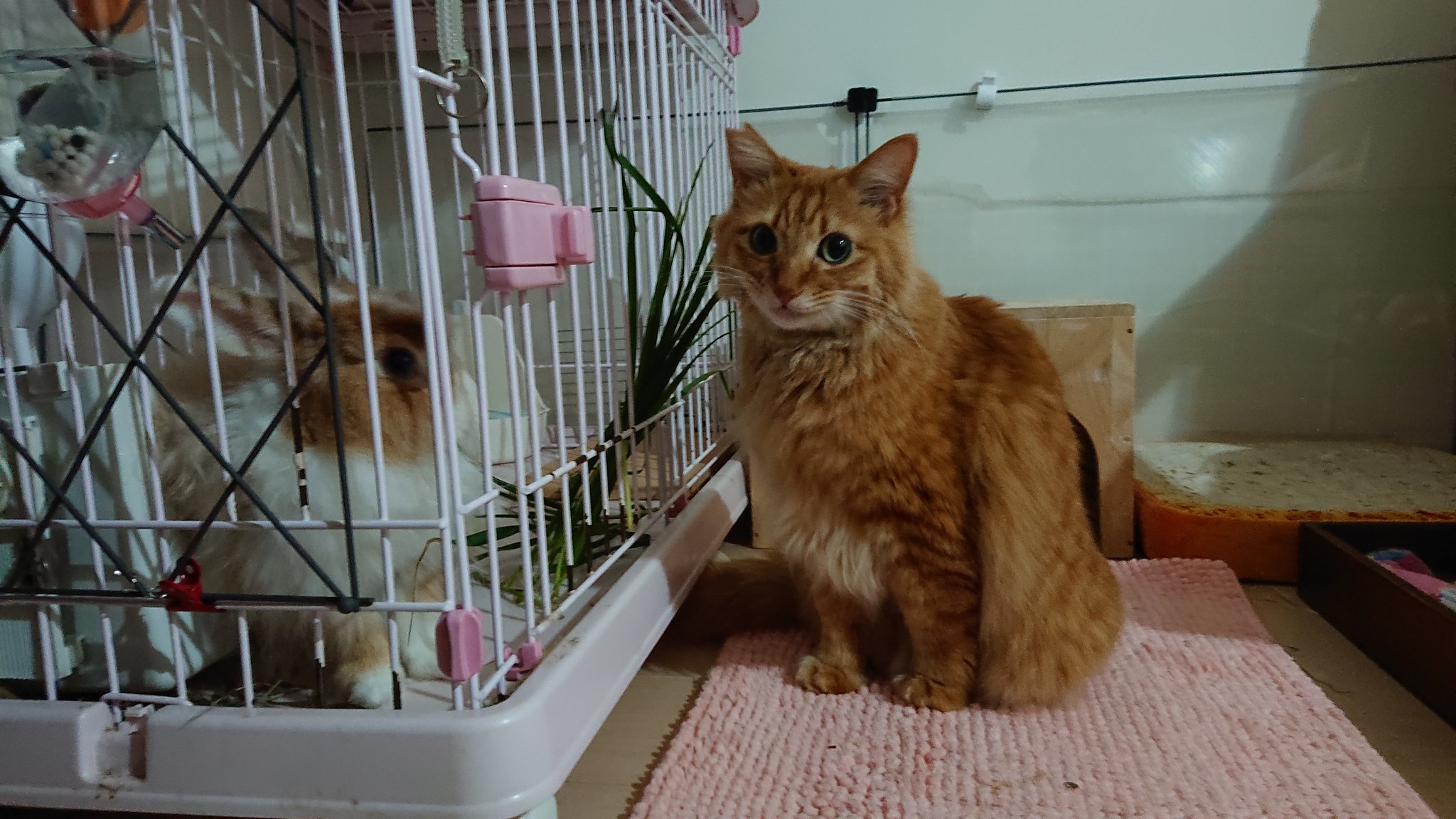 まゆ على تويتر ケンちゃん １番食い付き良いのは生牧草という悲しい現実 猫白血病 Wキャリア 末期癌 猫リンパ腫 猫リンパ腫闘病中 保護猫 茶トラ エイベット うさぎとねこ 生牧草 うさぎの草 猫草 エイベット 猫好き ミニウサギ T Co