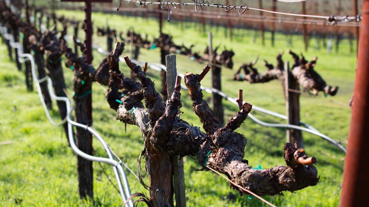It's that time of year when our vineyards are in all the stages of pruning! #napa #vineyardlife