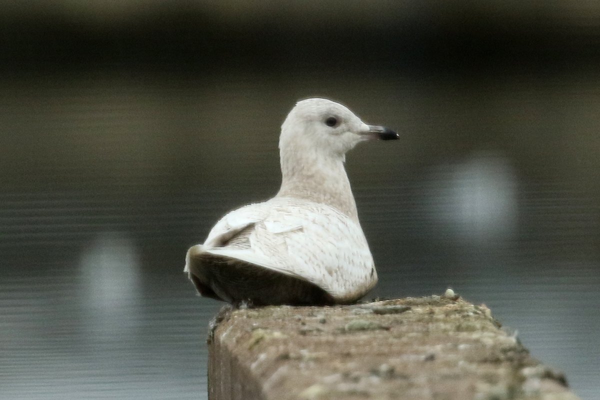 Iceland Gull © Dominic Mitchell