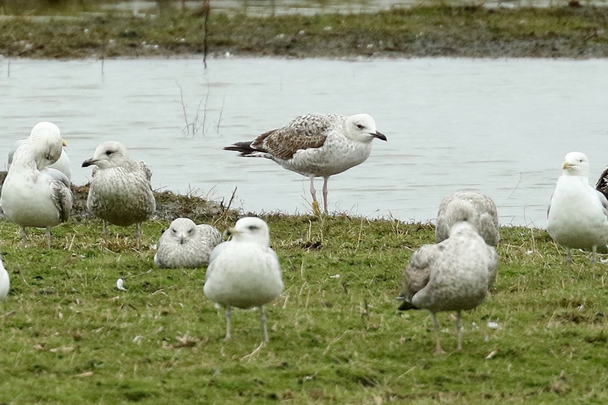 Caspian Gull © Dominic Mitchell