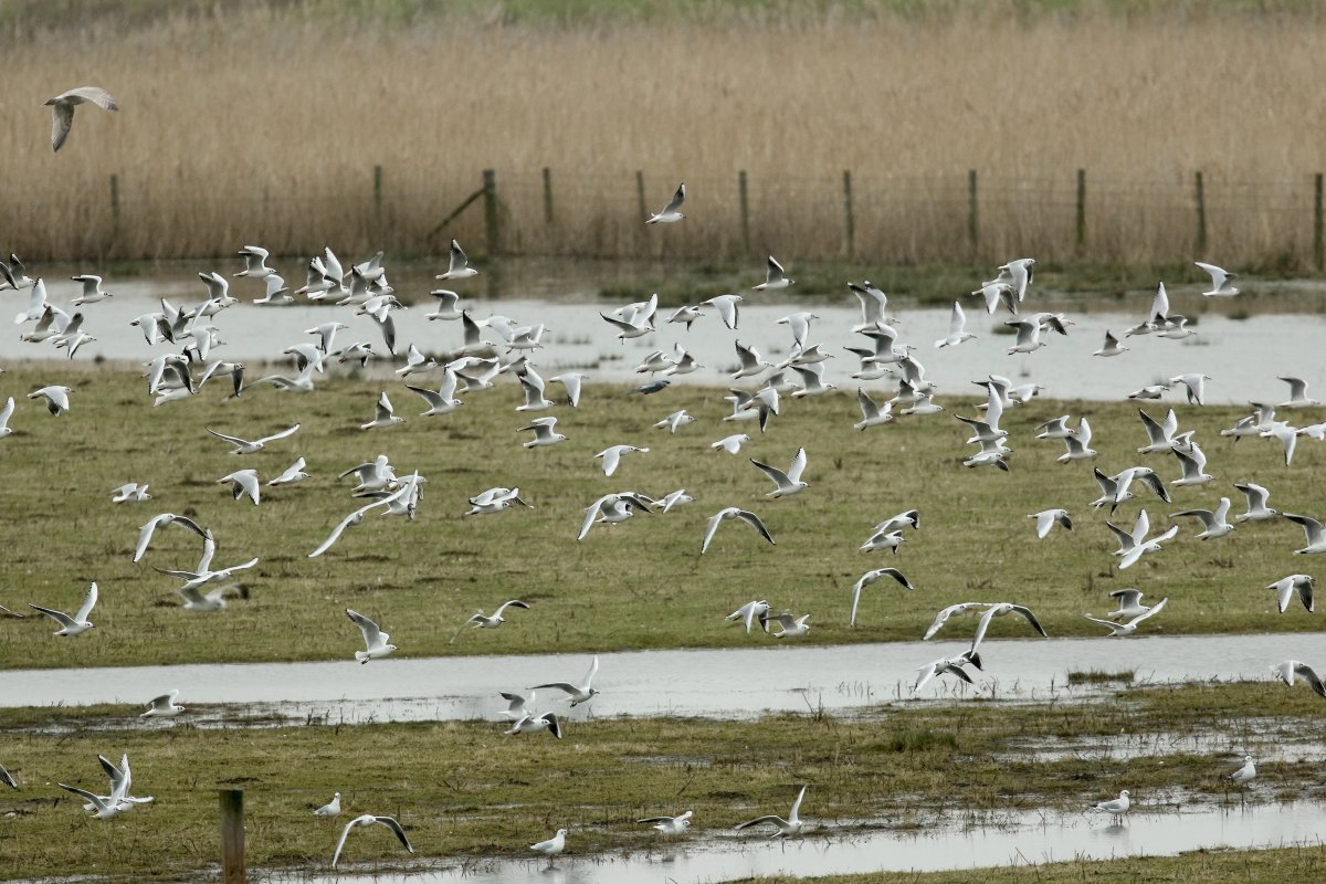 Black-headed Gulls © Dominic Mitchell
