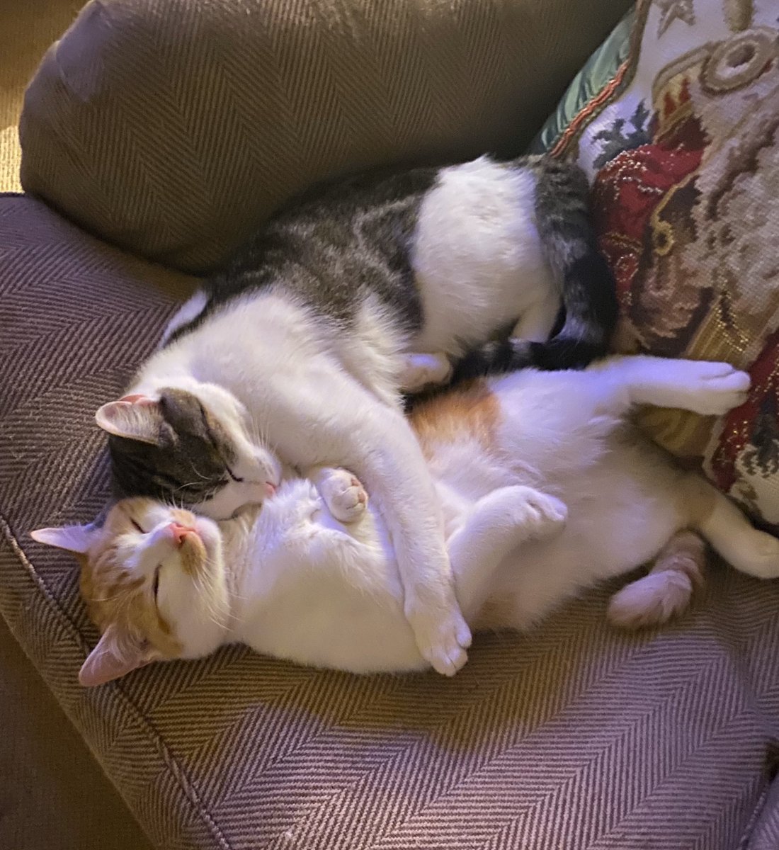 buckstoppers's tweet photo. @ursiday They arrived with the names James Bond and Moneypenny but Moneypenny didn’t stick...James did and then Lily just came and flowed naturally with it. Although it is James who is ginger...slightly confusing! https://t.co/APbUdFwy78