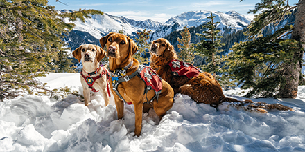 TaosSkiValley's tweet photo. Say hello to Kona, Izzy, and Ozlo! Did you know you can purchase a pass for your own pup that helps support Taos Avy Rescue Dogs? Our avy dogs are members of Taos Ski Patrol and an integral part of our community!
#avydogs
#skithechange https://t.co/X96KOdjJm3