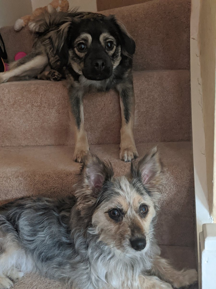 FreyjaMarsh's tweet photo. Whiskey sitting the normal way and the not so normal Ragnar the pugs way to sit! https://t.co/7vovd1H2y7
