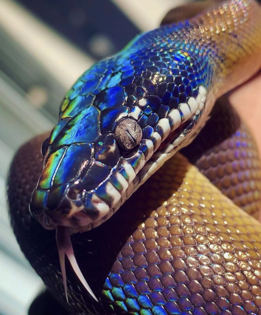 zxchxng's tweet photo. #mysnake
Demorou mas eu achei o infeliz quadrado de postar foto. E não, Blair, não parece uma paisagem.
Fiquem com Nyx vindo dar boa noite. https://t.co/1ZArxpuZt3