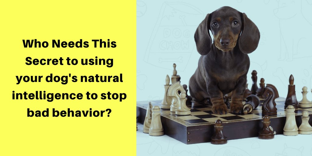 OutdoorSmarter's tweet photo. How Would You Feel If Your Dog better understands what you are telling him to do! 🥰😍
Discover🤔 https://t.co/bnfWkD7SLu 😱 the secret of a Simple Dog Training Technique To Make Your Dog Do Any Trick
#ThursdayThoughts #dogs #PuppiesVideos #doglovers #bulldogpuppy #BulldogPride https://t.co/g3qvXe2TmK