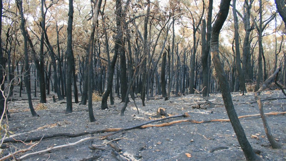 The bushfires that have ravaged eastern and southern Australia’s landscapes recently have occurred at unprecedented scales. 

Senior Lecturer in Environmental Science, Dr Grant Palmer <a href="/grantcpalmer/">Grant Palmer</a> discusses why things are different now ow.ly/2jJC50y9CtS.