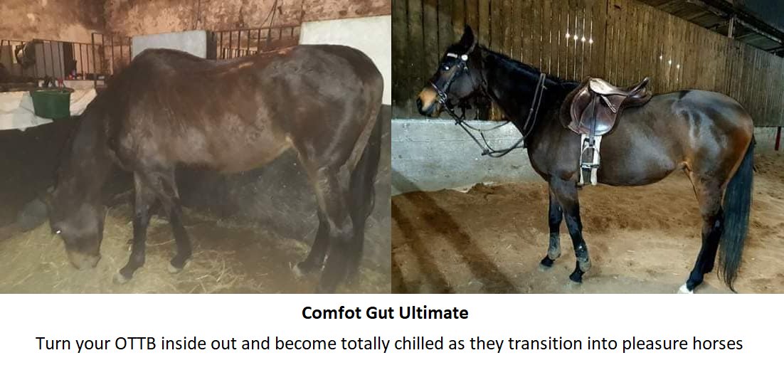 ComfortGutWorld's tweet photo. Customers report that they feel Comfort Gut Ultimate contributes to better utilisation of feed with older horses, hard keepers and is ideal for performance horses under stress &amp; hard work.

#equest101 #comfortgut #emeraldbalms #proequinegrooms #equineblogshare #eventing https://t.co/C3bwDyuG5j