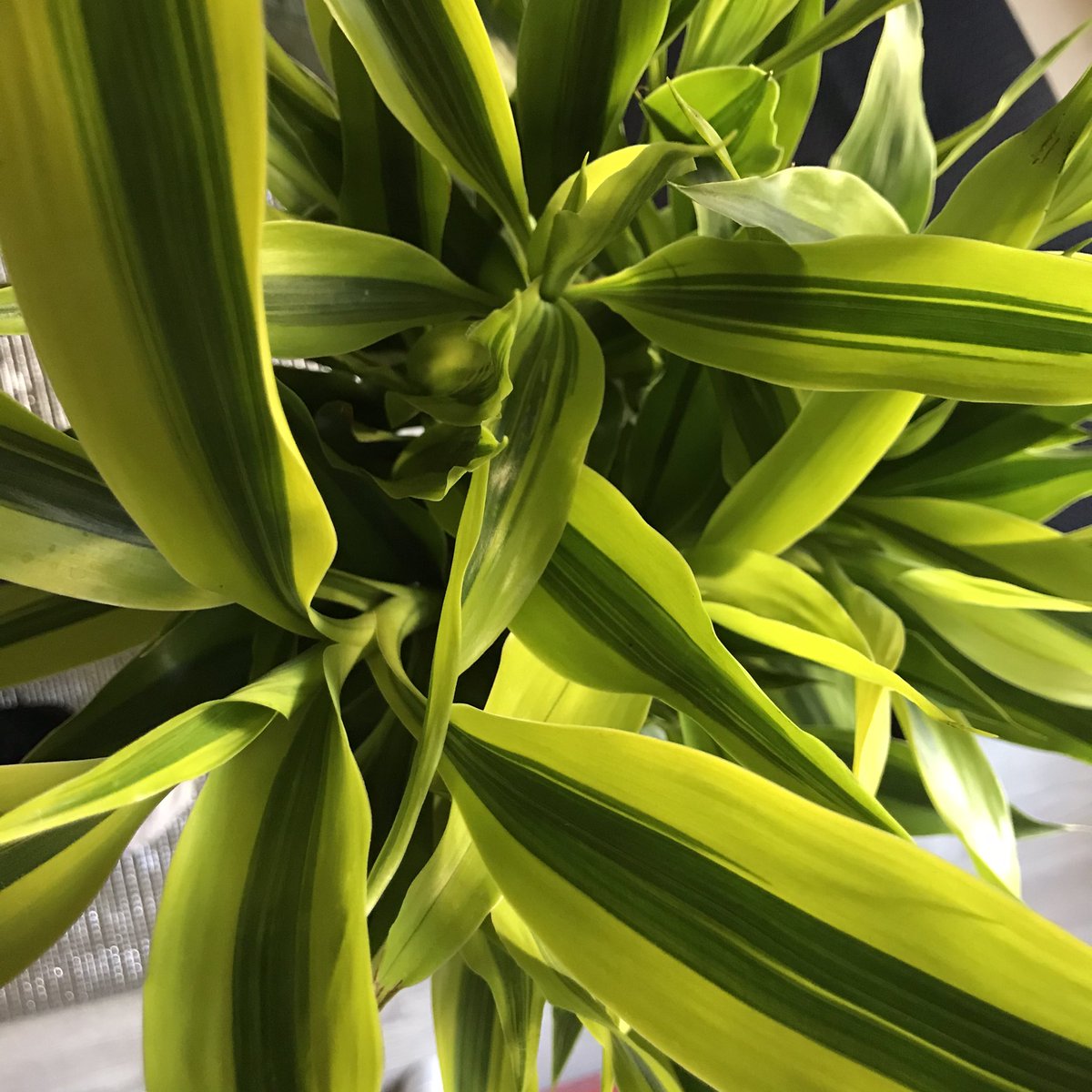 ポトス ストレス対策観葉植物 ラッキーバンブーです 黄緑色が綺麗です 観葉植物 ラッキーバンブー