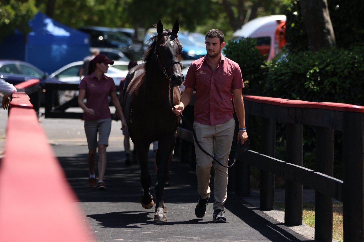 KarakaChat's tweet photo. Lot 1097 (Preferment x Essayez) colt from the draft of @hallmarkstud sells to @cwallerracing / @MulcasterBS for $120,000
#Karaka2020 #WhereWinningBegins https://t.co/paO1fPQWeI