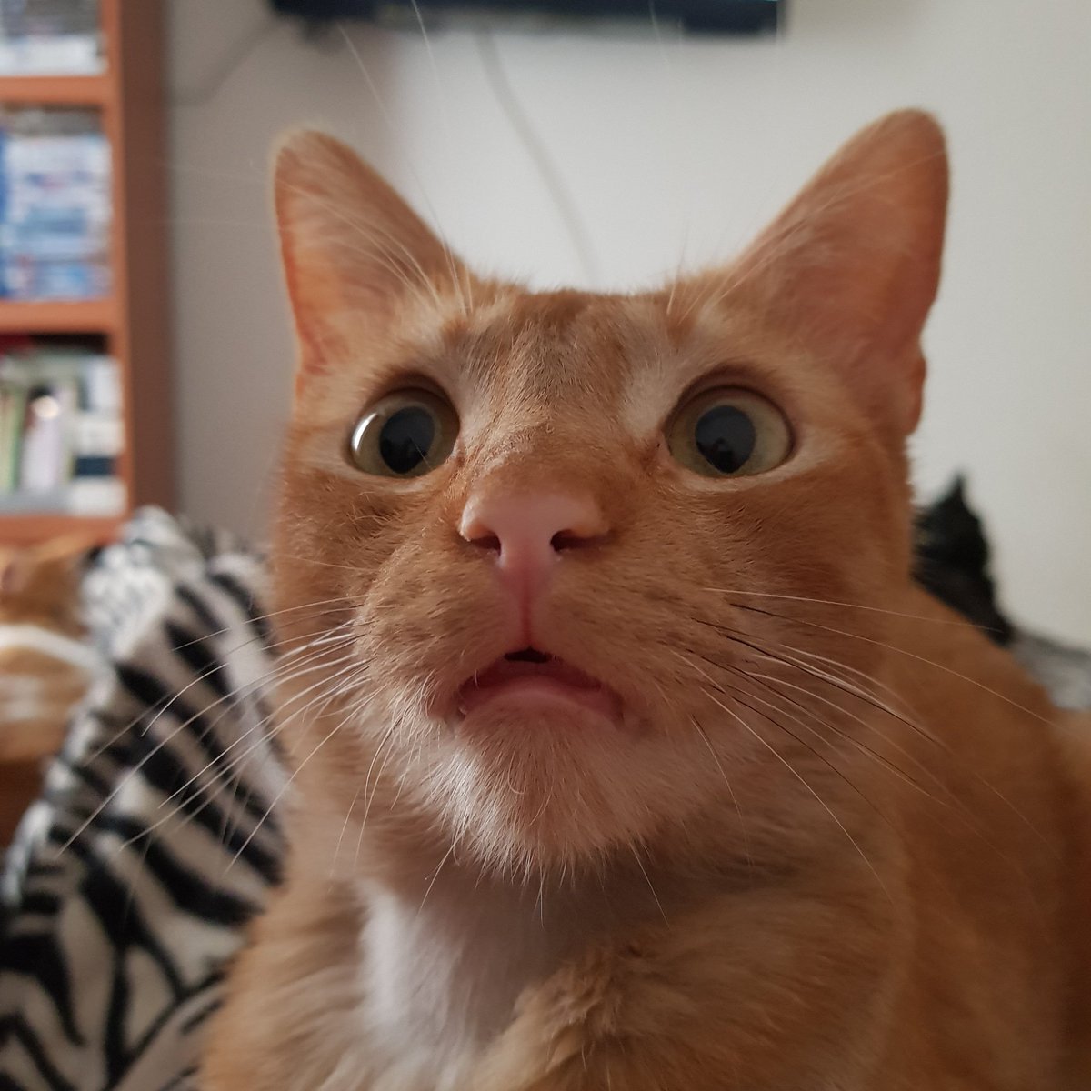 NancyUbilla3's tweet photo. #tbt #Micky extrañándote 😿 3 meses de tu partida. 

¿Qué se hace cuando sientes que tu familia quedó incompleta? 😿 Te envío luz, te envío amor. Te amo por siempre mi bello sol 😻

#GingerCat #GatoAmarillo #Cats #CatLover #RescueCats #Gatos #GatosRescatados #AmanteDeLosGatos https://t.co/yaa5cTEc8R