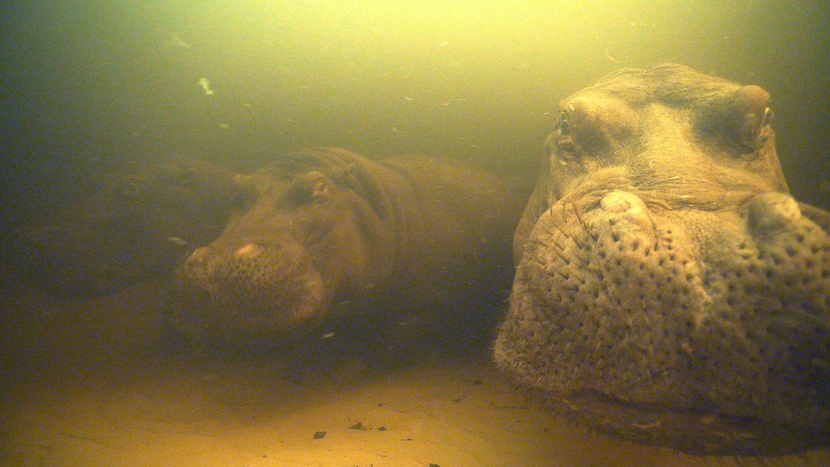 Three hippos underwater.